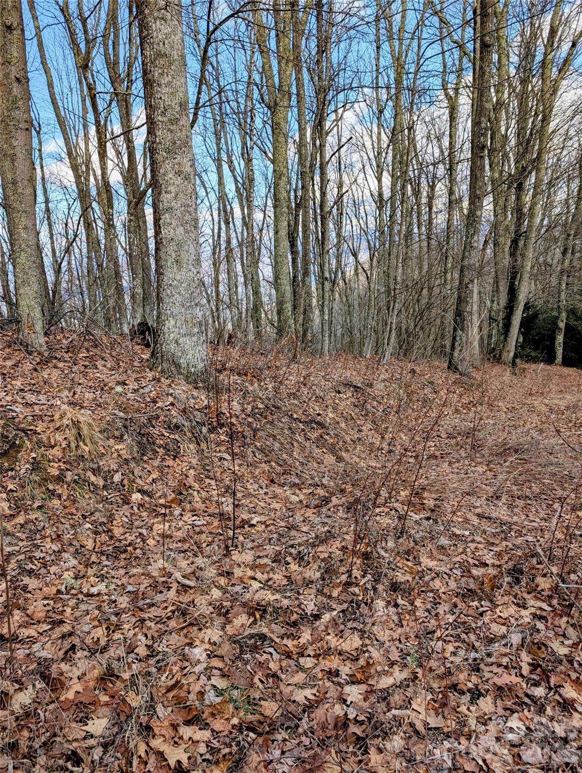 49 Hazel Top Section Teaberry Ridge Road Waynesville, NC 28786 - Photo 5 of 12 Gallery Image 5