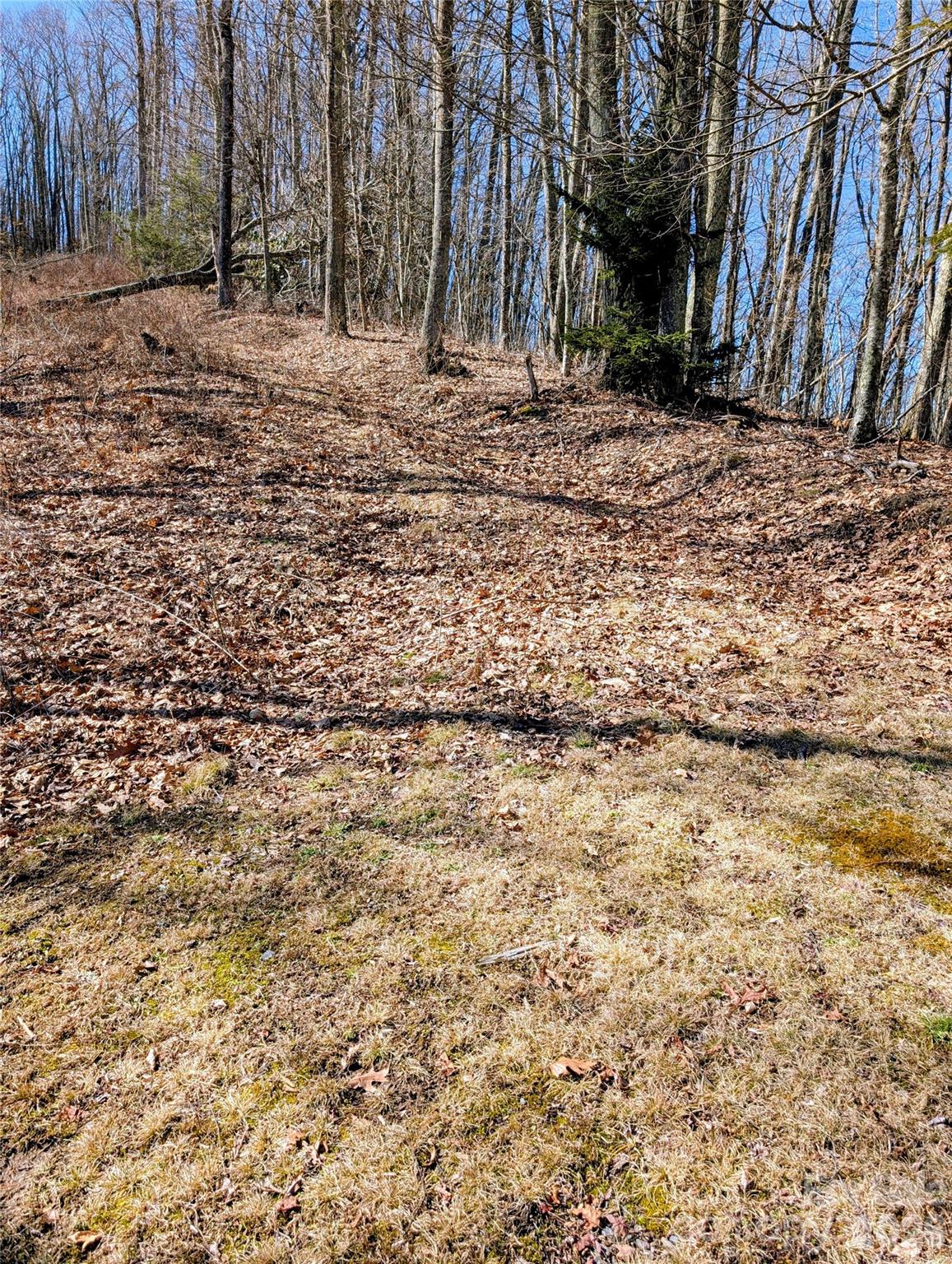 49 Hazel Top Section Teaberry Ridge Road Waynesville, NC 28786 - Photo 8 of 12 Gallery Image 8