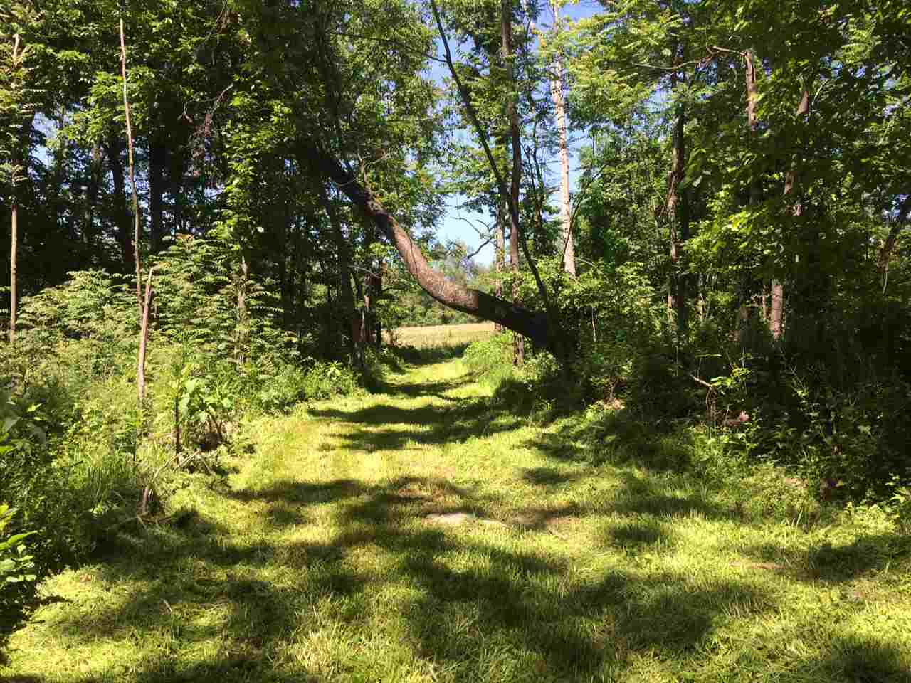 a view of yard
