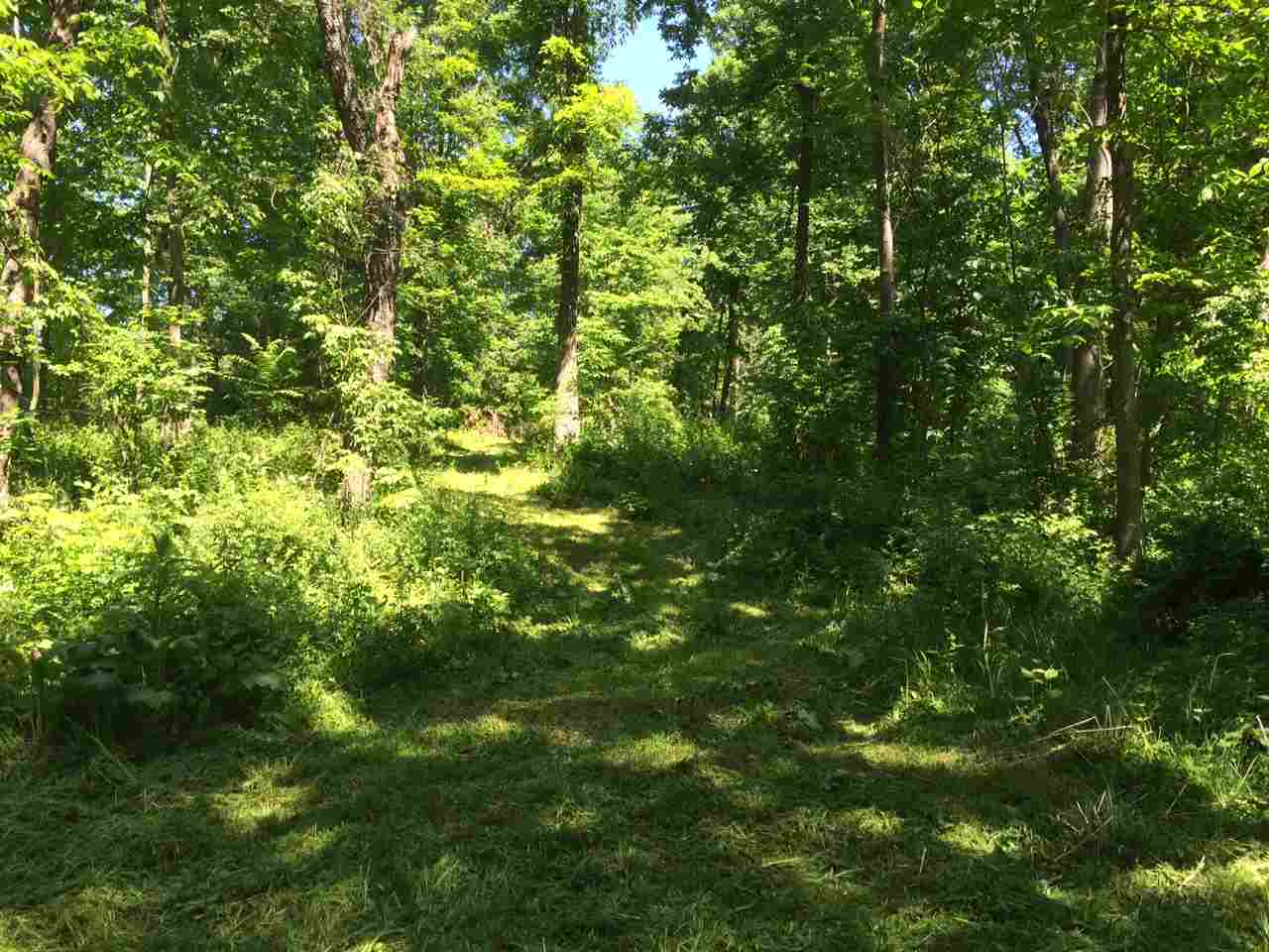 1 Wampler Road Broadway, VA 22815 - Photo 13 of 15 a view of a lush green forest