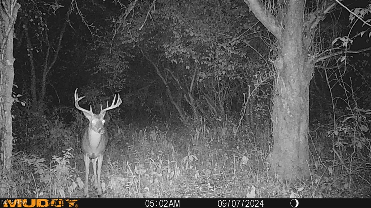 35620 Egypt North Road Barnesville, OH 43713 - Photo 41 of 41 Trail Cam pictures of wildlife on property