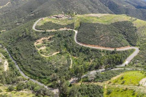 a view of a forest with a tree