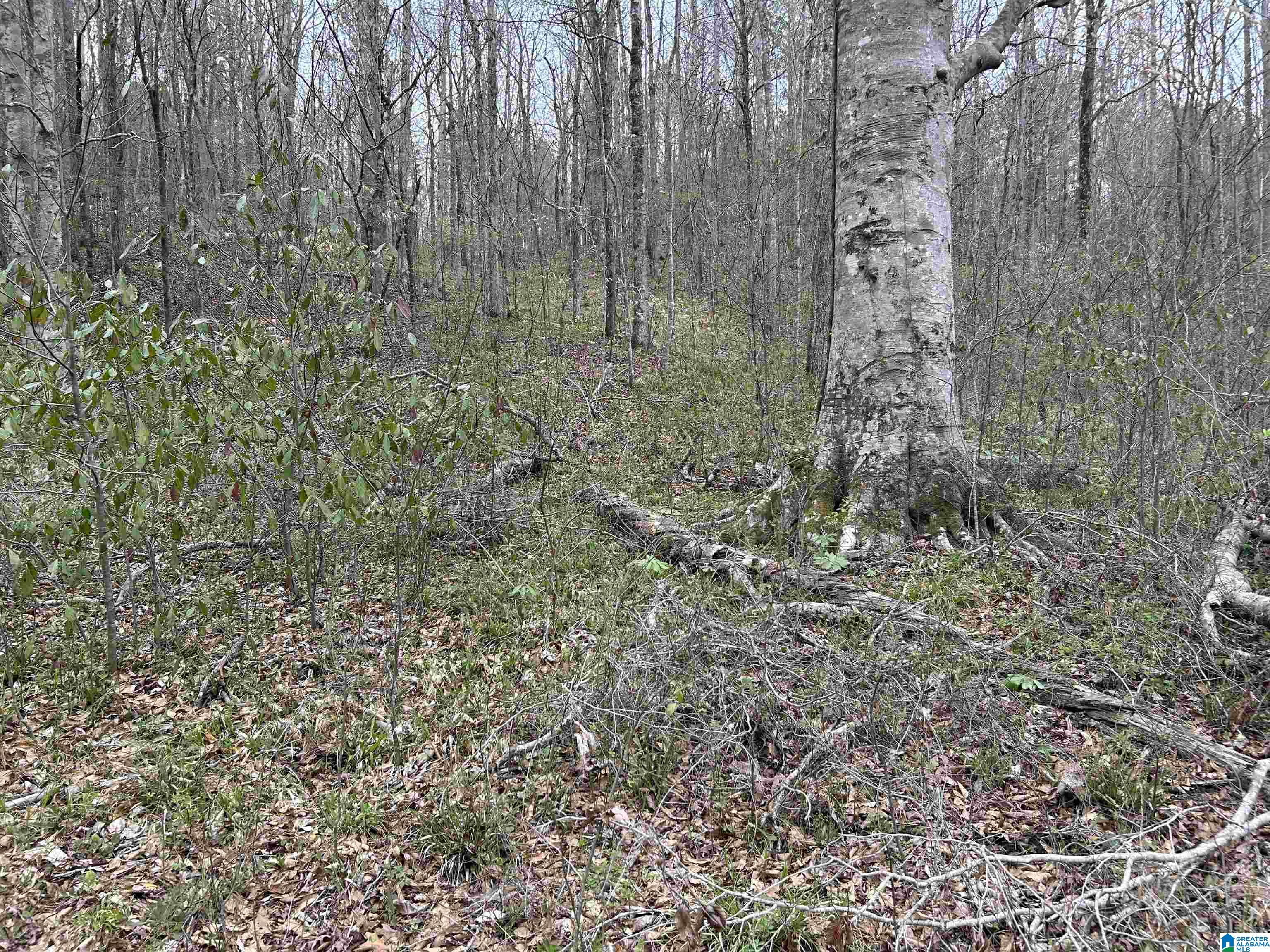 Lot 16 Turkey Bend Drive, Unit 16 Addison, AL 35540 - Photo 3 of 19