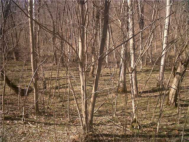 0 Township Rd Mount Mount Perry, OH 43760 - Photo 7 of 11