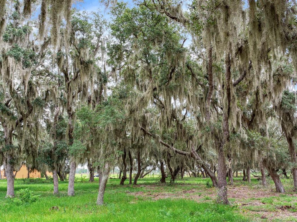 Lake Buffum Road North Lake Wales, FL 33859 - Photo 8 of 23 Gallery Image 8