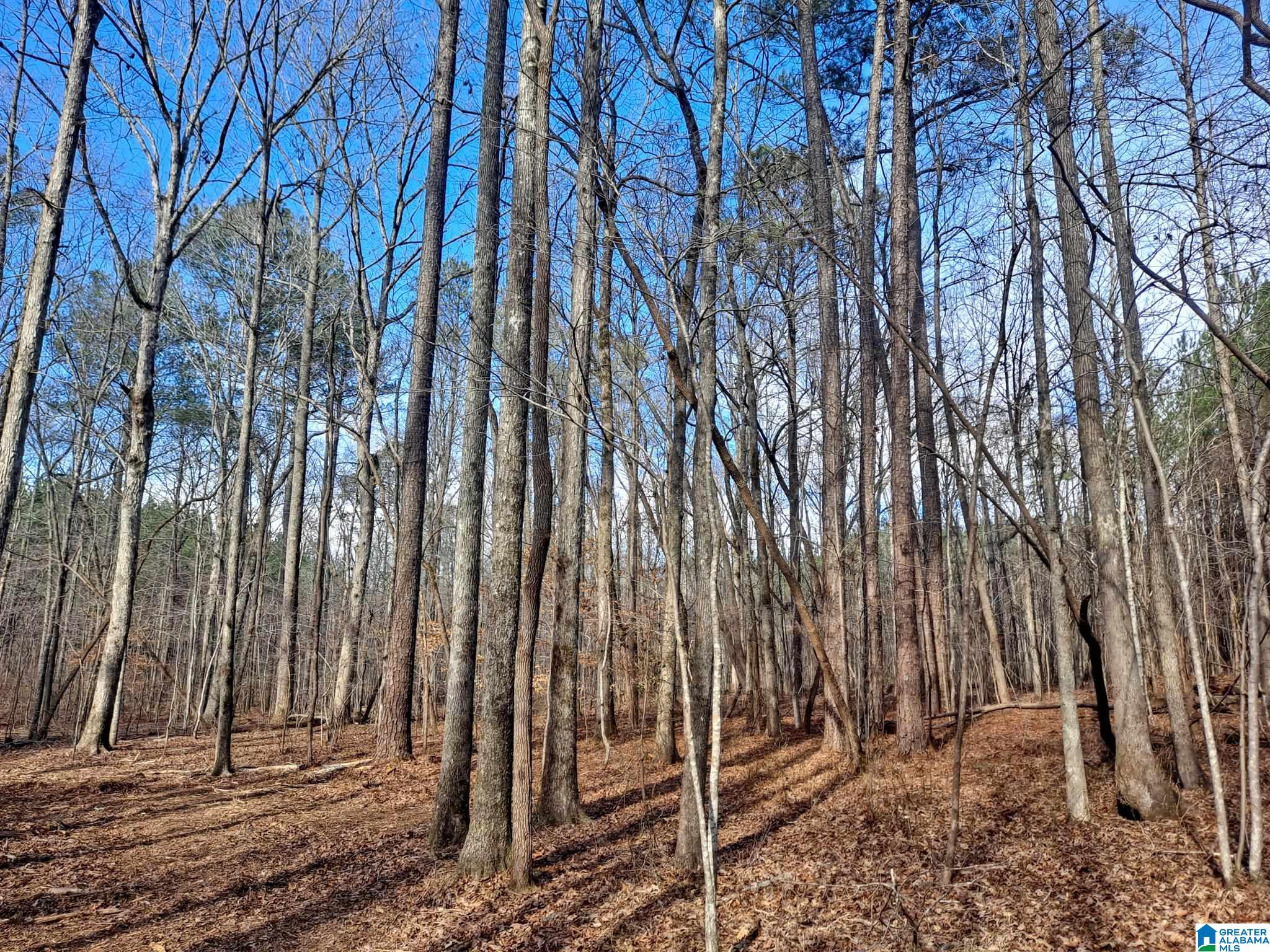 44 County Road, Unit 1 Brilliant, AL 35548 - Photo 3 of 10