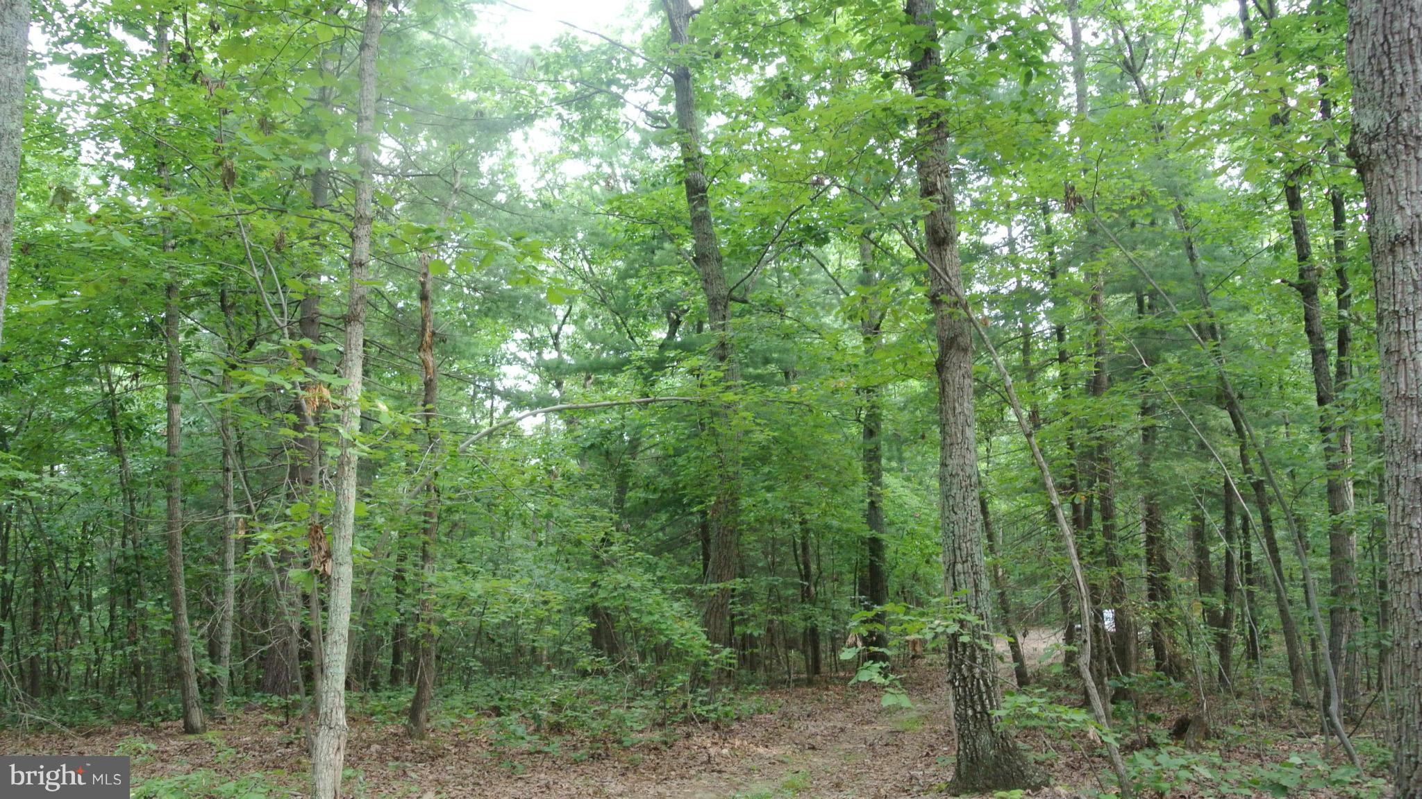 0 Alum Springs Road Rixeyville, VA 22737 - Photo 14 of 14 Exterior (General)