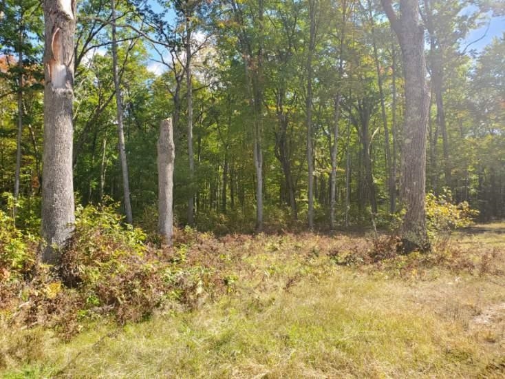 7864 South 1 Road Buckley, MI 49620 - Photo 7 of 51