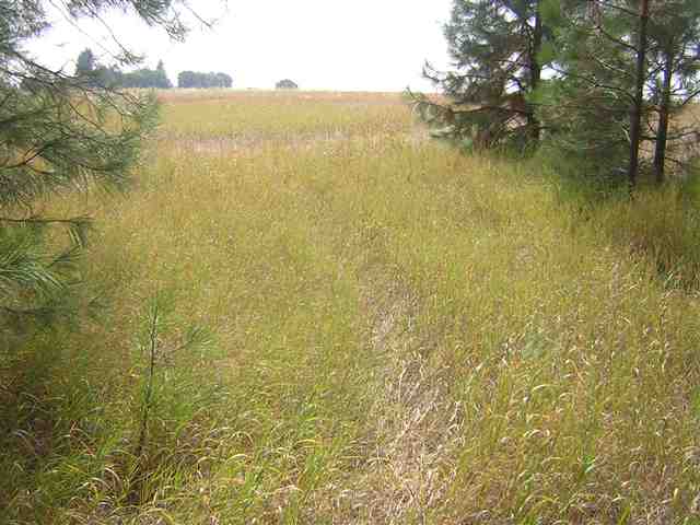 0 West Akers Lane Colbert, WA 99005 - Photo 4 of 8 Gallery Image 4