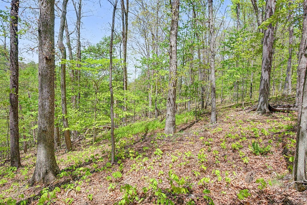 805 Sunset River Road Ceres, VA 24318 - Photo 51 of 77 Gallery Image 51
