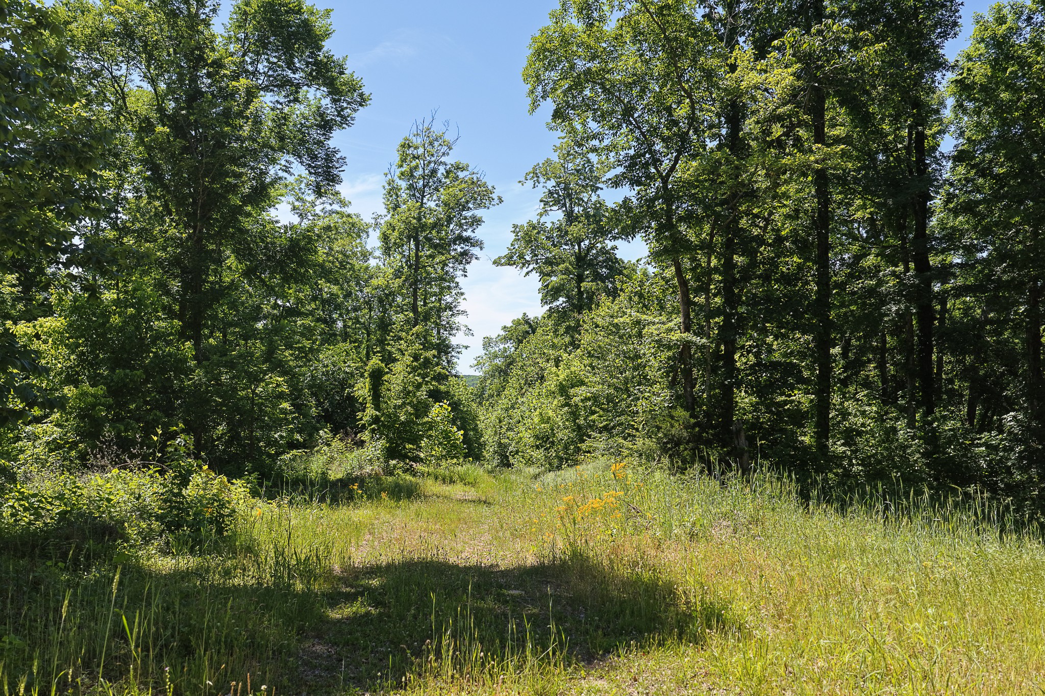 0 Mayberry Prong Road Linden, TN 37096 - Photo 10 of 24
