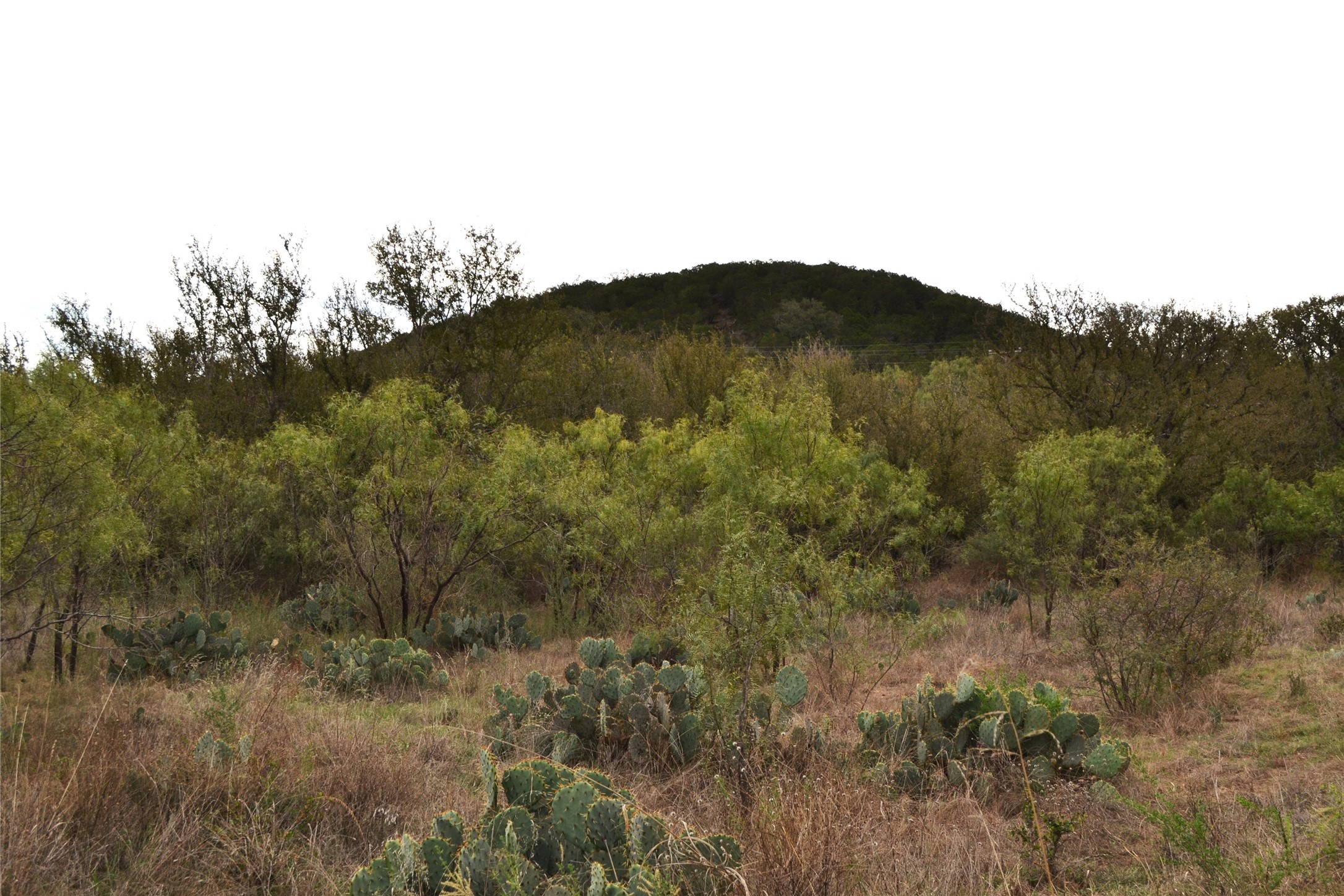 0 Ranch Road 2241 Tow, TX 78672 - Photo 19 of 33 Mature trees and native cacti adorn this expansive undeveloped lot, offering privacy and natural beauty.