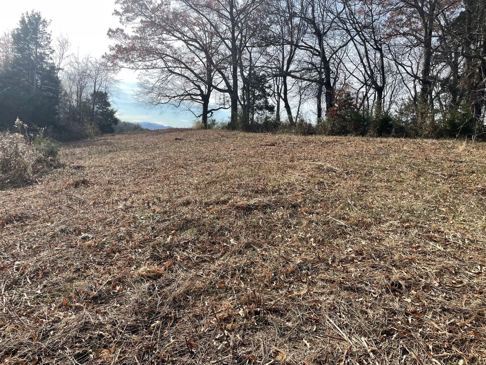 0 Quiet Cove Way Dandridge, TN 37725 - Photo 13 of 20 a view of empty yard with trees