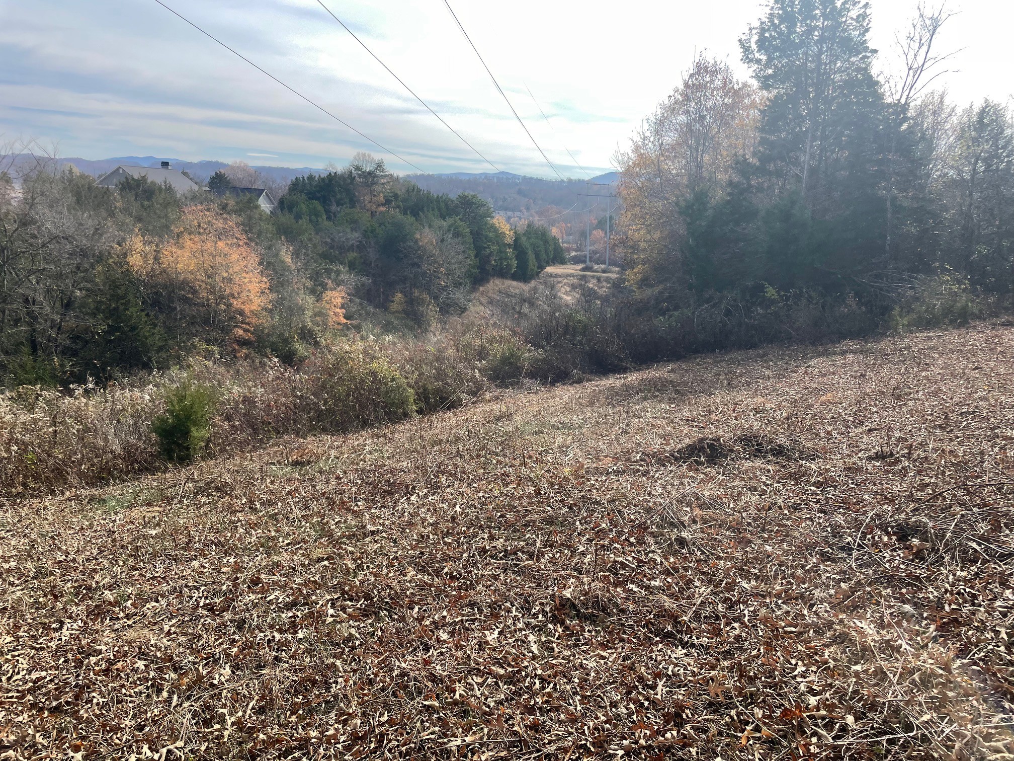 0 Quiet Cove Way Dandridge, TN 37725 - Photo 7 of 20 a view of a yard with a tree