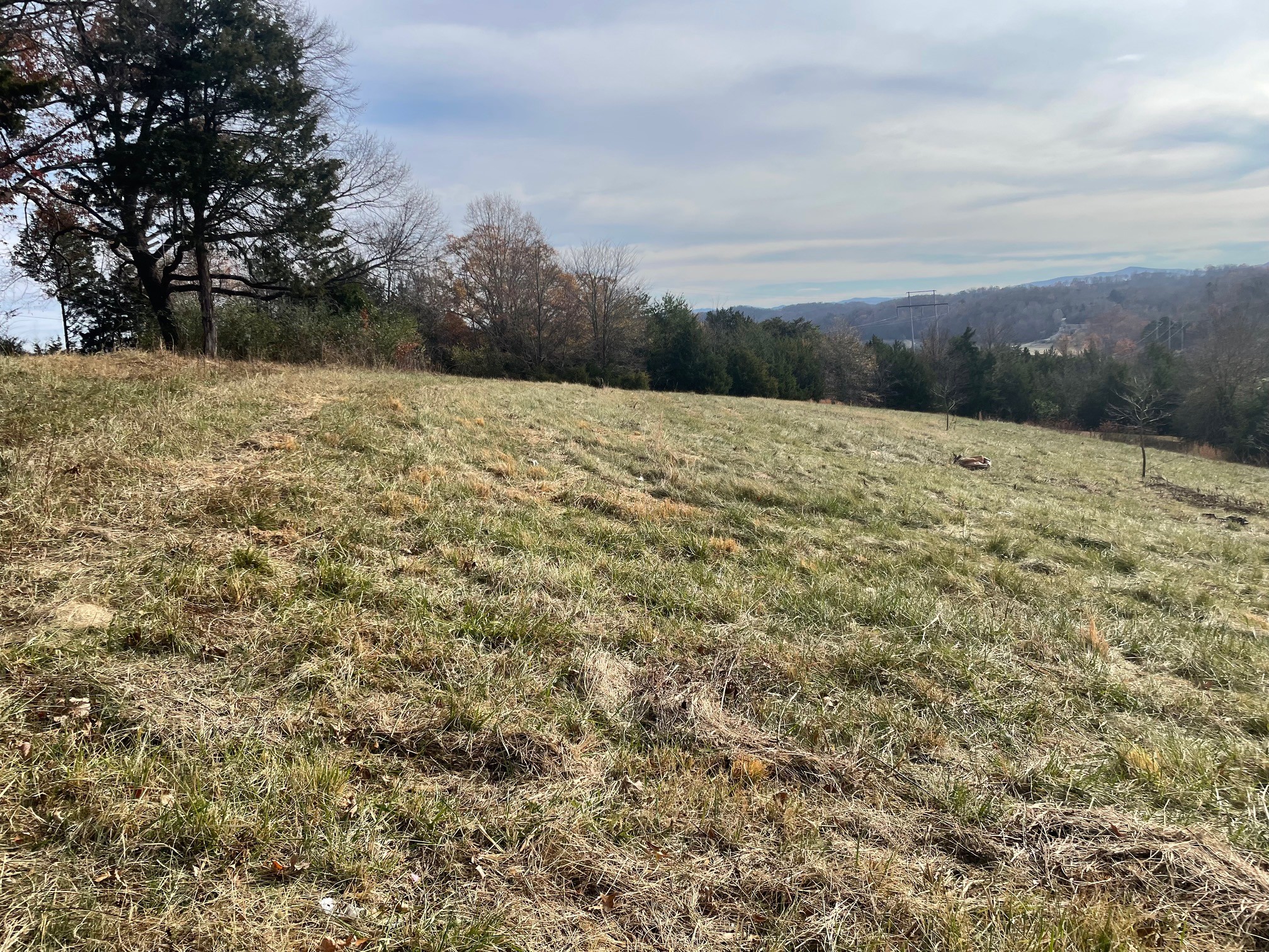 0 Quiet Cove Way Dandridge, TN 37725 - Photo 8 of 20 a view of a yard