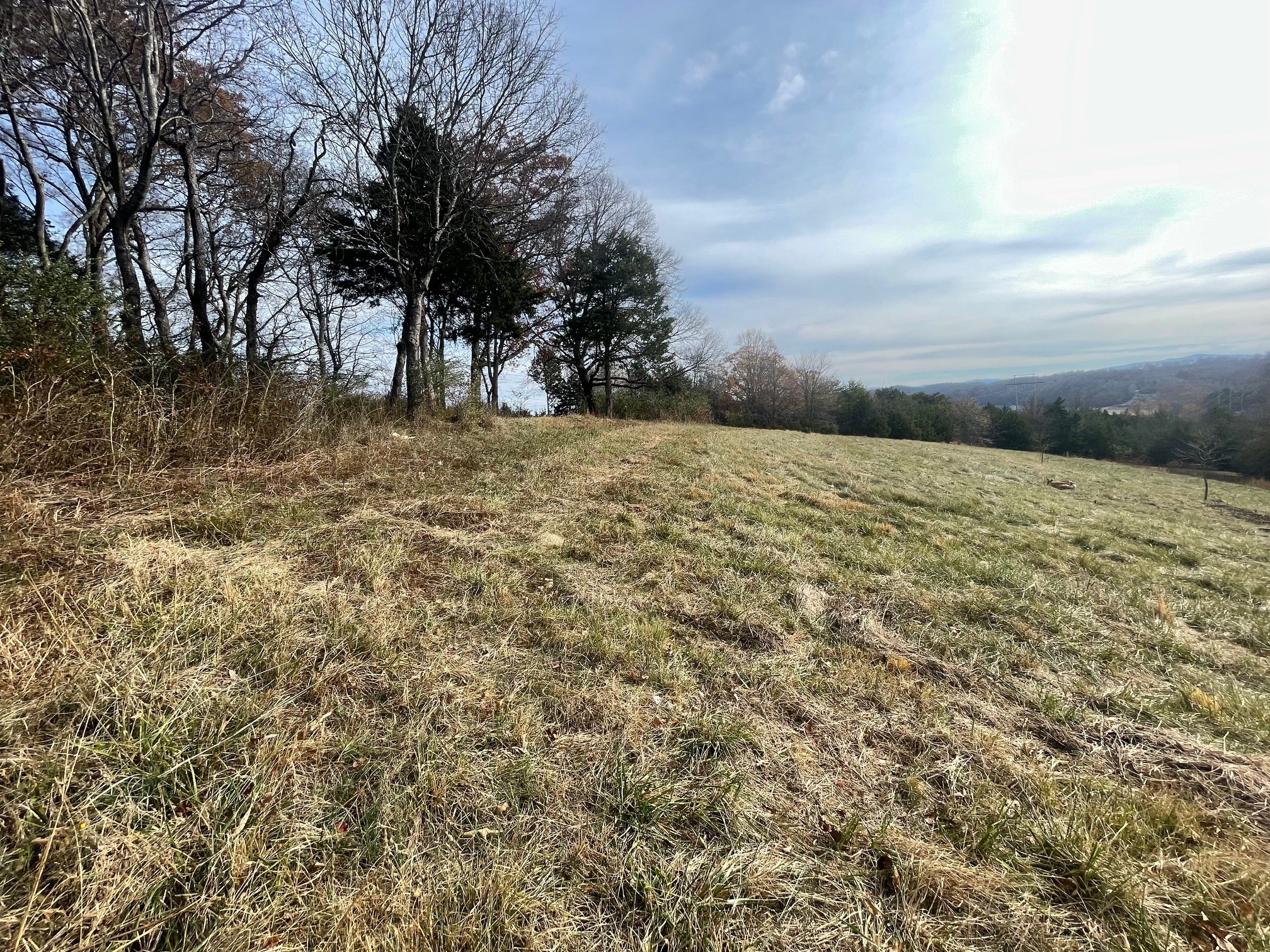 0 Quiet Cove Way Dandridge, TN 37725 - Photo 10 of 20 a view of large yard with large trees