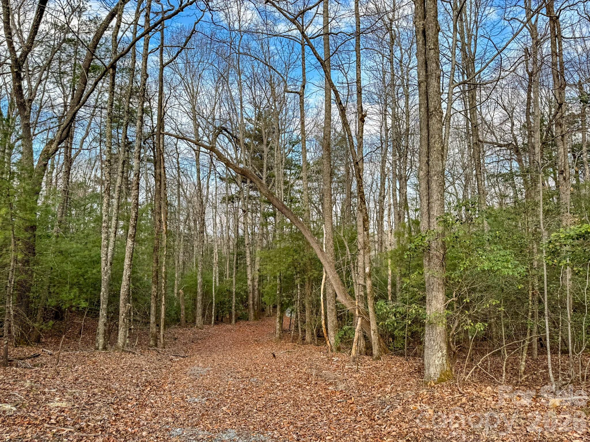 2201 Bulling Creek Road Hendersonville, NC 28739 - Photo 44 of 47 a backyard of a house with lots of trees