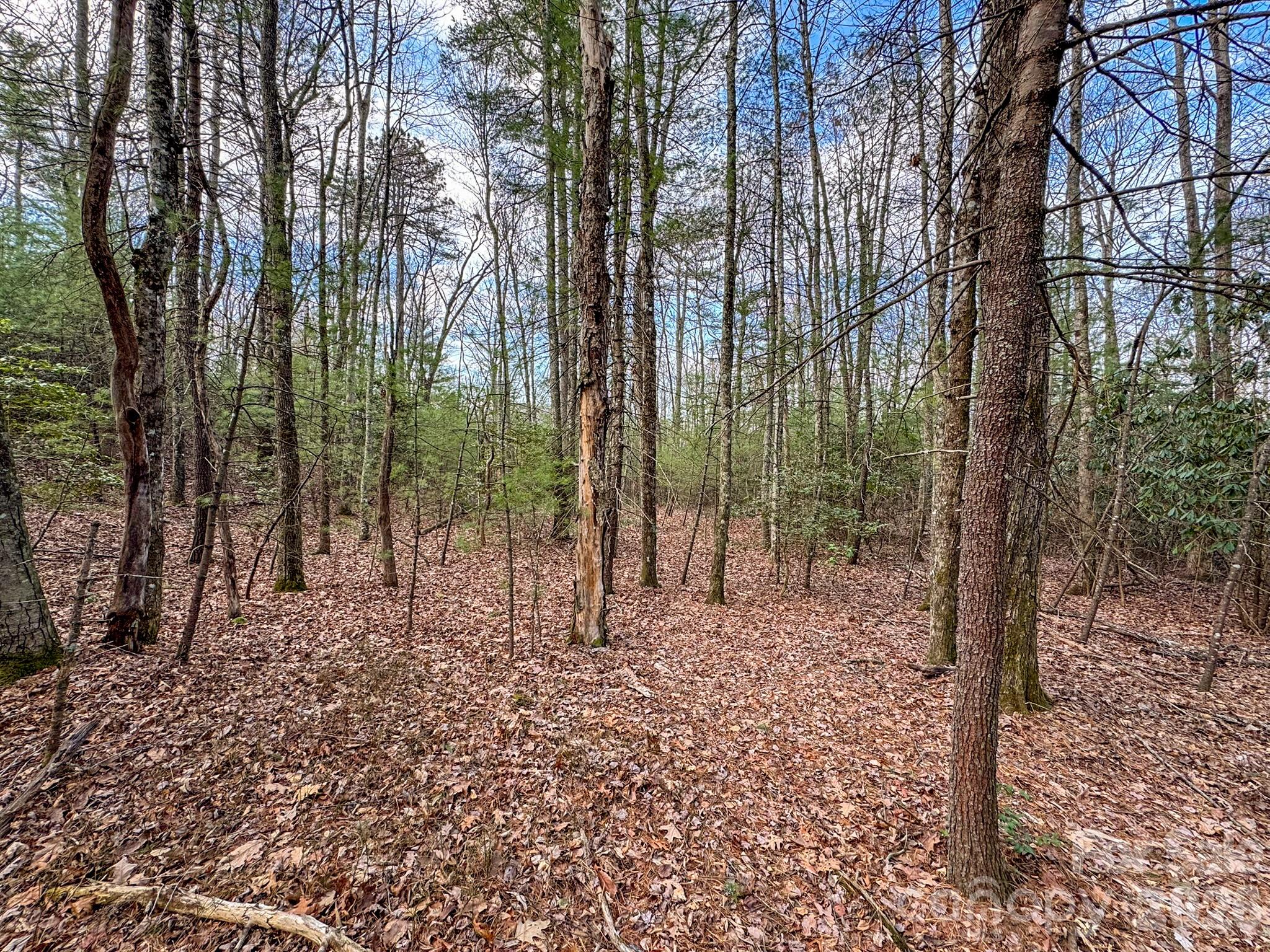 2201 Bulling Creek Road Hendersonville, NC 28739 - Photo 45 of 47 a view of outdoor space with trees