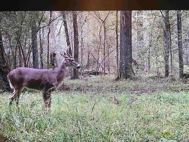 $115,000 | 5901 Line Road, Ethel, LA 70730