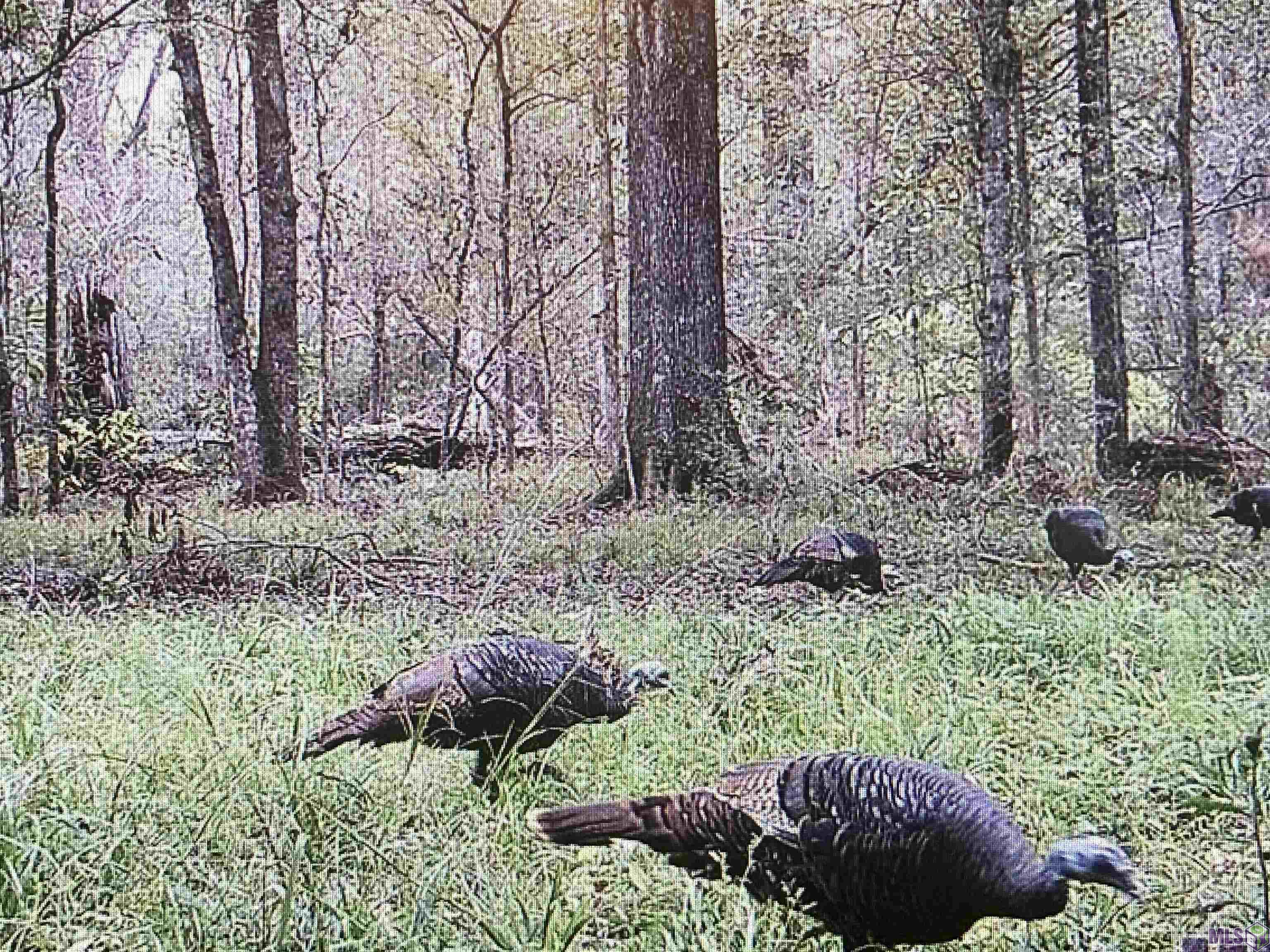 5901 Line Road Ethel, LA 70730 - Photo 4 of 5