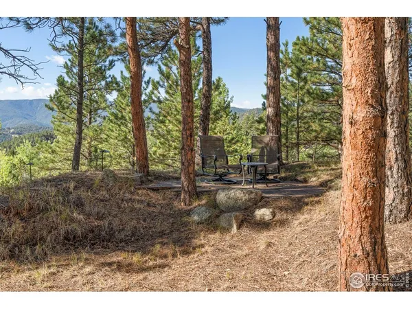 a view of a forest filled with trees