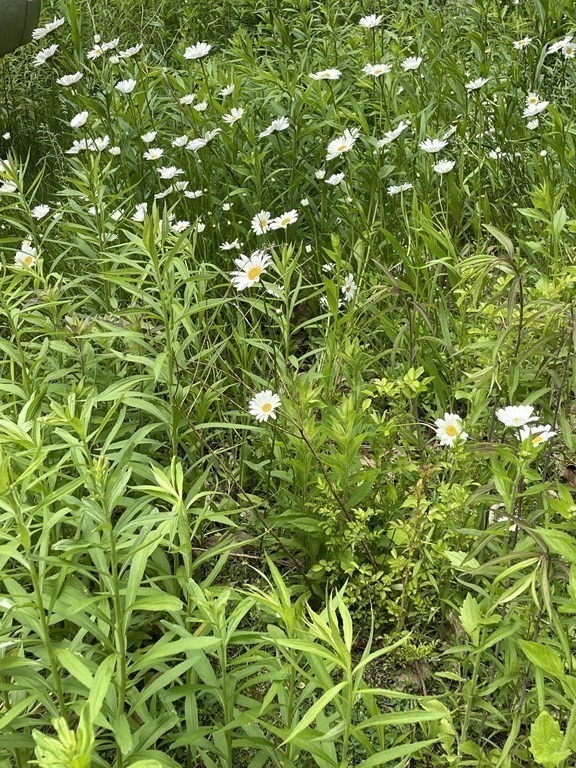 82 Bromley Road Huntington, MA 01050 - Photo 6 of 13 a view of a plant