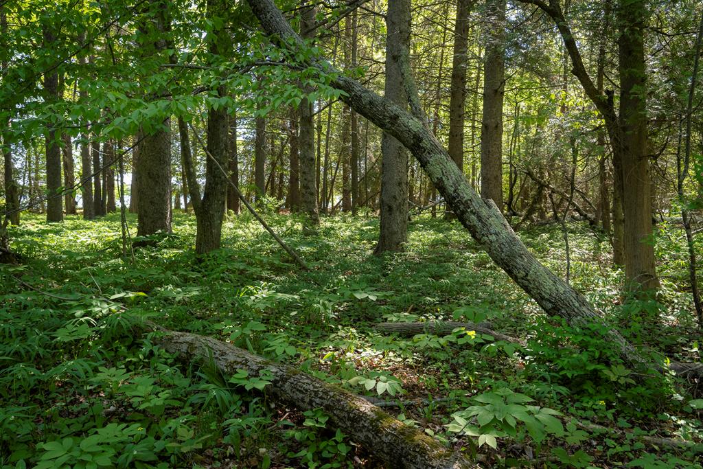 Lot 5 Logerquist Road Baileys Harbor, WI 54202 - Photo 7 of 8