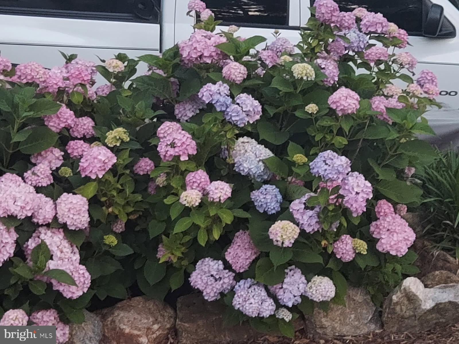 13033 Bottom Road Hydes, MD 21082 - Photo 44 of 45 a view of yard and flowers