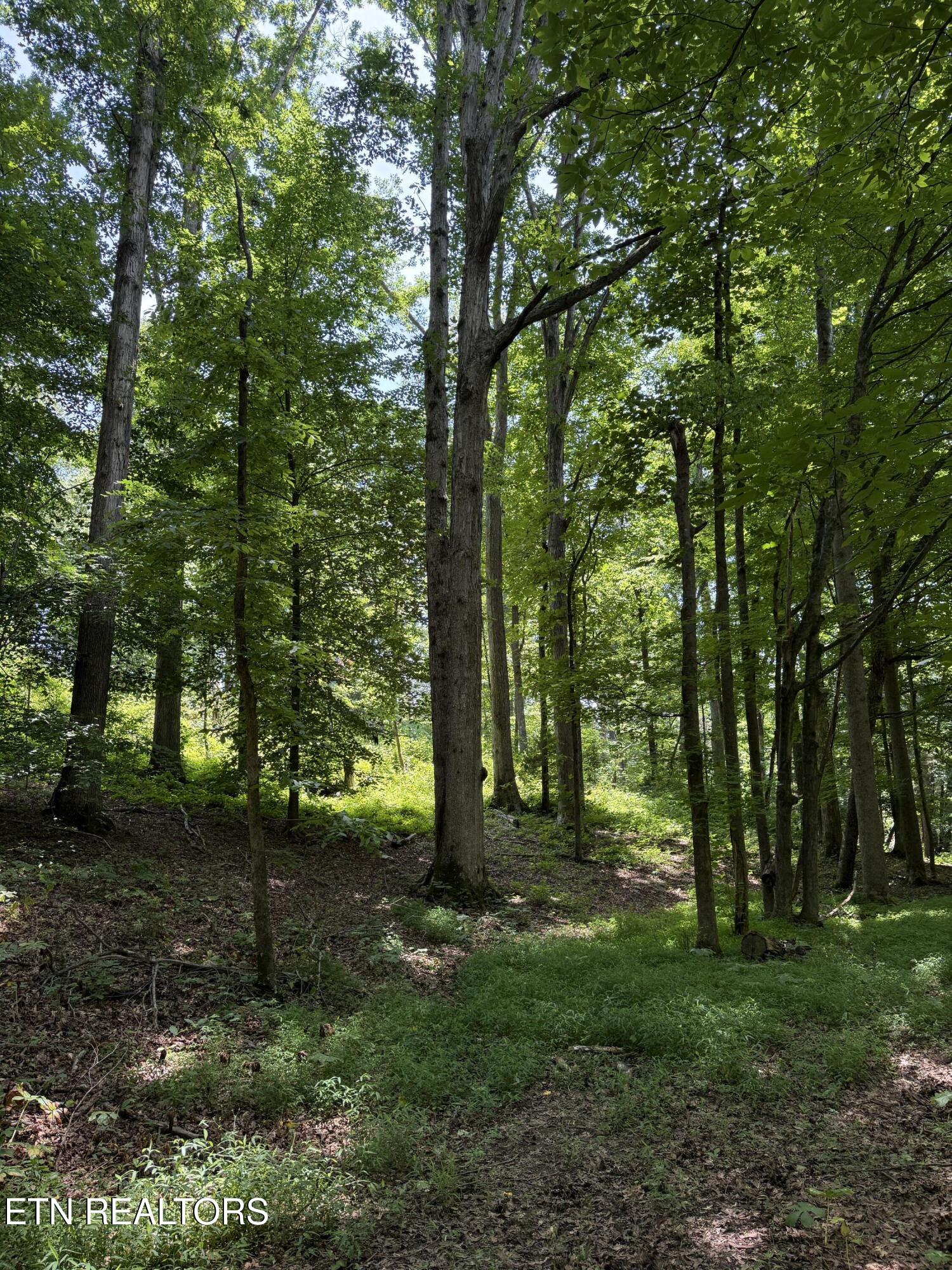 426 County Road 728 Riceville, TN 37370 - Photo 37 of 43 IMG_6500
