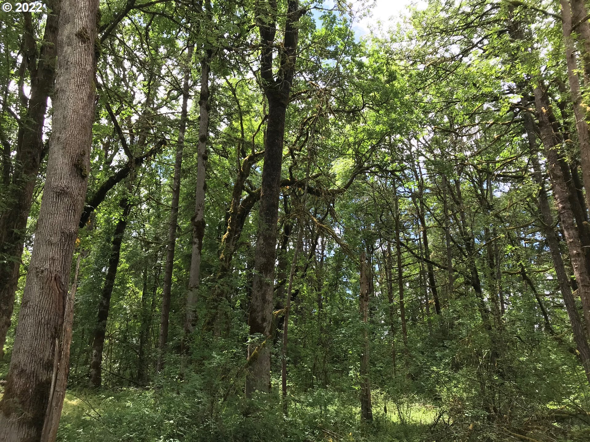 29600 Northwest 51st Avenue Ridgefield, WA 98642 - Photo 2 of 4 a view of a lush green forest