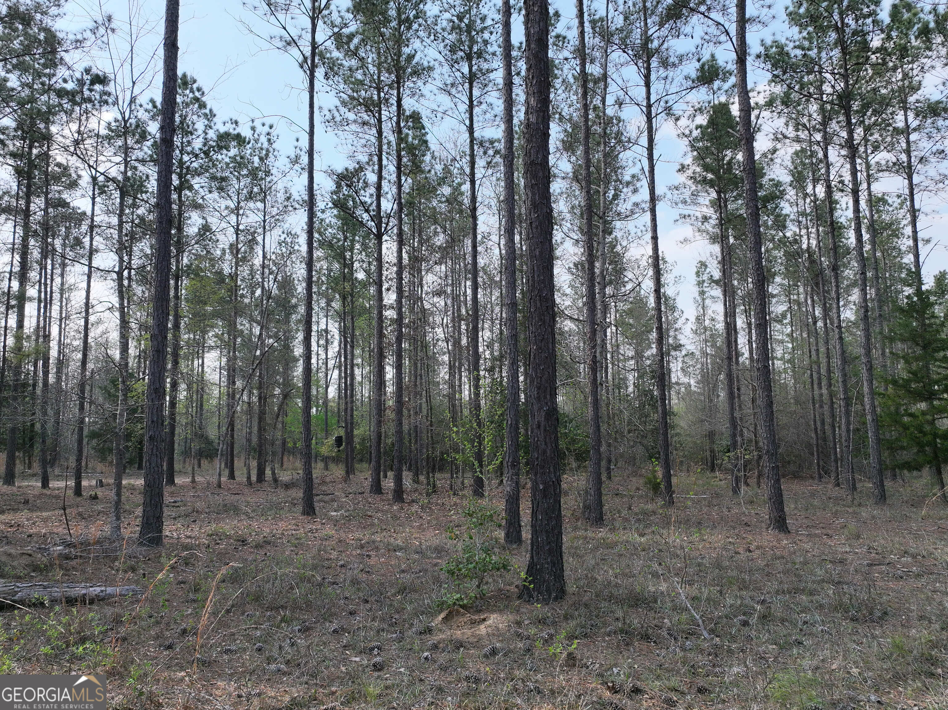 195 County Line Road Morris, GA 39867 - Photo 46 of 69 Gallery Image 46