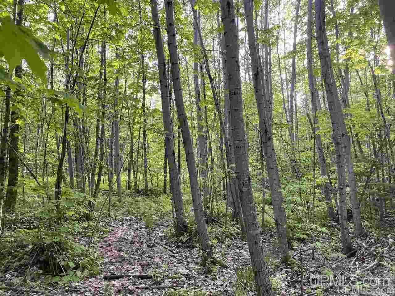 Tbd Dalton Road Skandia, MI 49885 - Photo 7 of 14