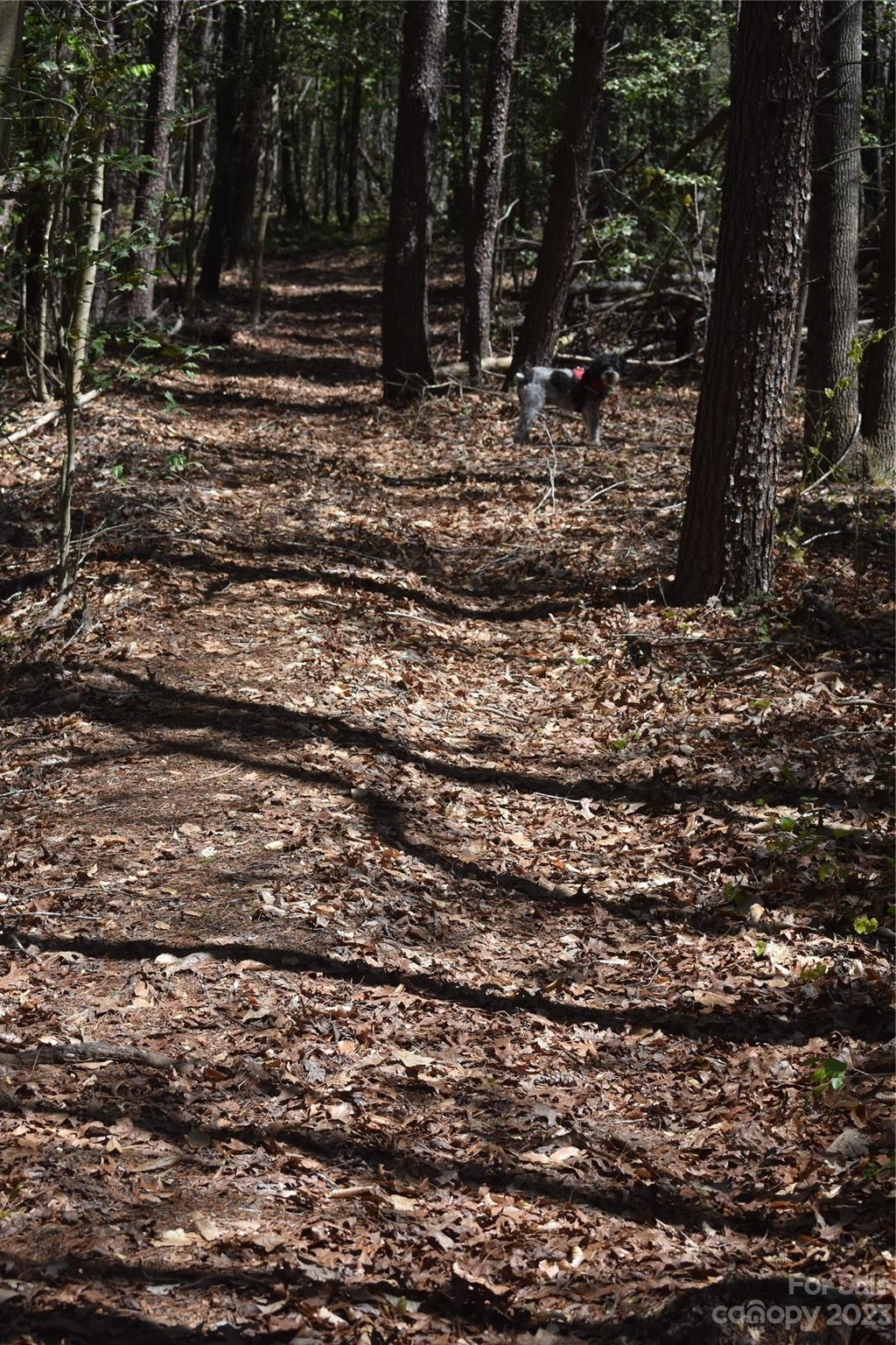 980 Rock Corner Road Forest City, NC 28043 - Photo 15 of 29 Gallery Image 15