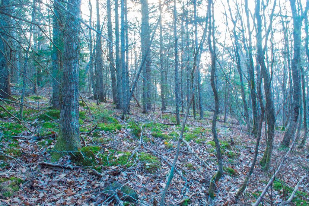 On Bearce Road Lakeville, ME 04487 - Photo 3 of 9 Maine Land for Sale