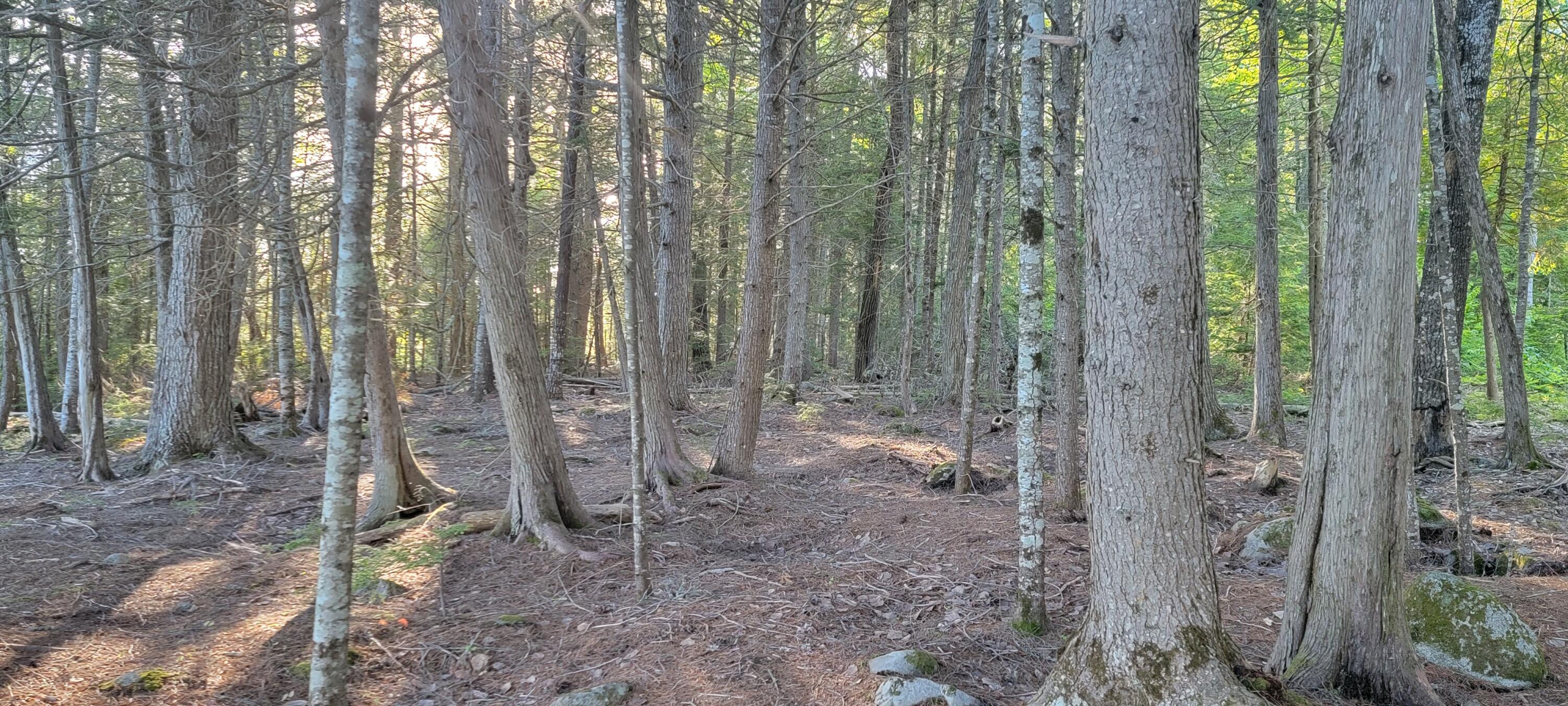 Lot 12 Little Stream Road Lincoln, ME 04457 - Photo 17 of 36 20220606_181653