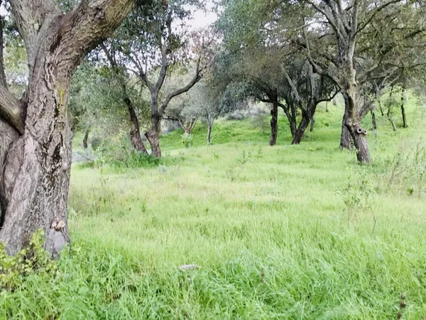 a view of backyard with green space