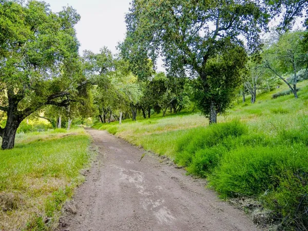 a view of a yard with large trees