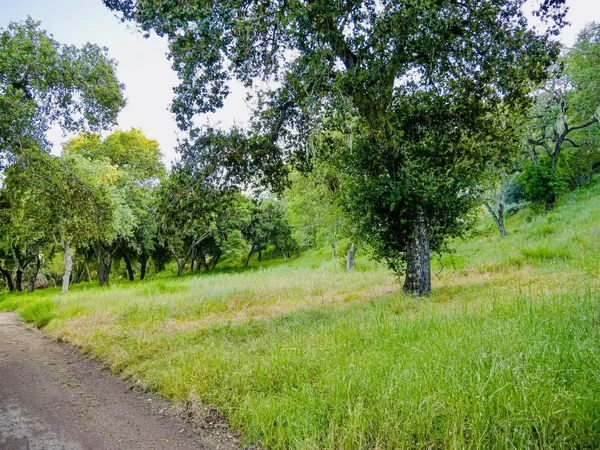 a big yard with lots of green space and trees
