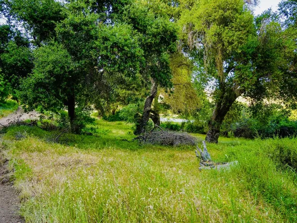a view of backyard with green space