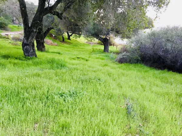 a view of yard with green tree