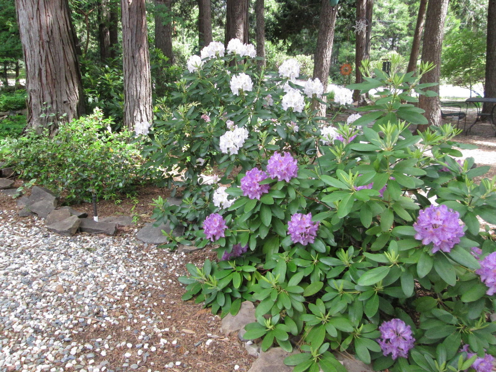 8208 Ritts Mill Road Shingletown, CA 96088 - Photo 22 of 27 Lovely Landscaping