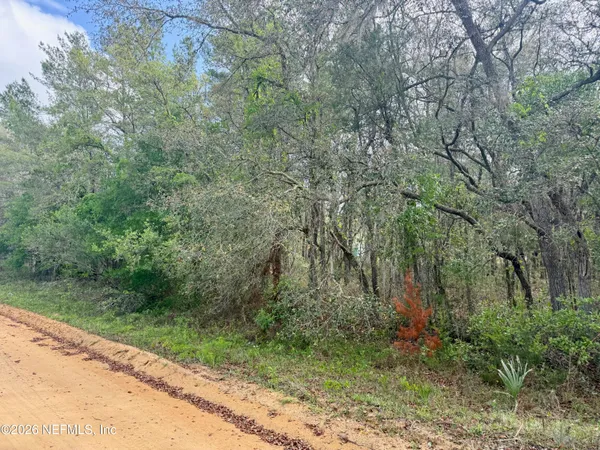 a view of a forest with trees in front of it