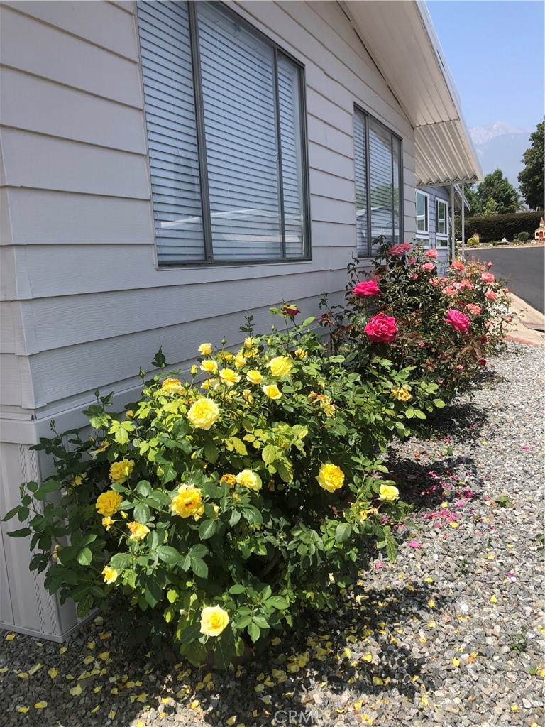10210 Base Line Road Rancho Cucamonga, CA 91701 - Photo 3 of 13 a flower plant in front of house