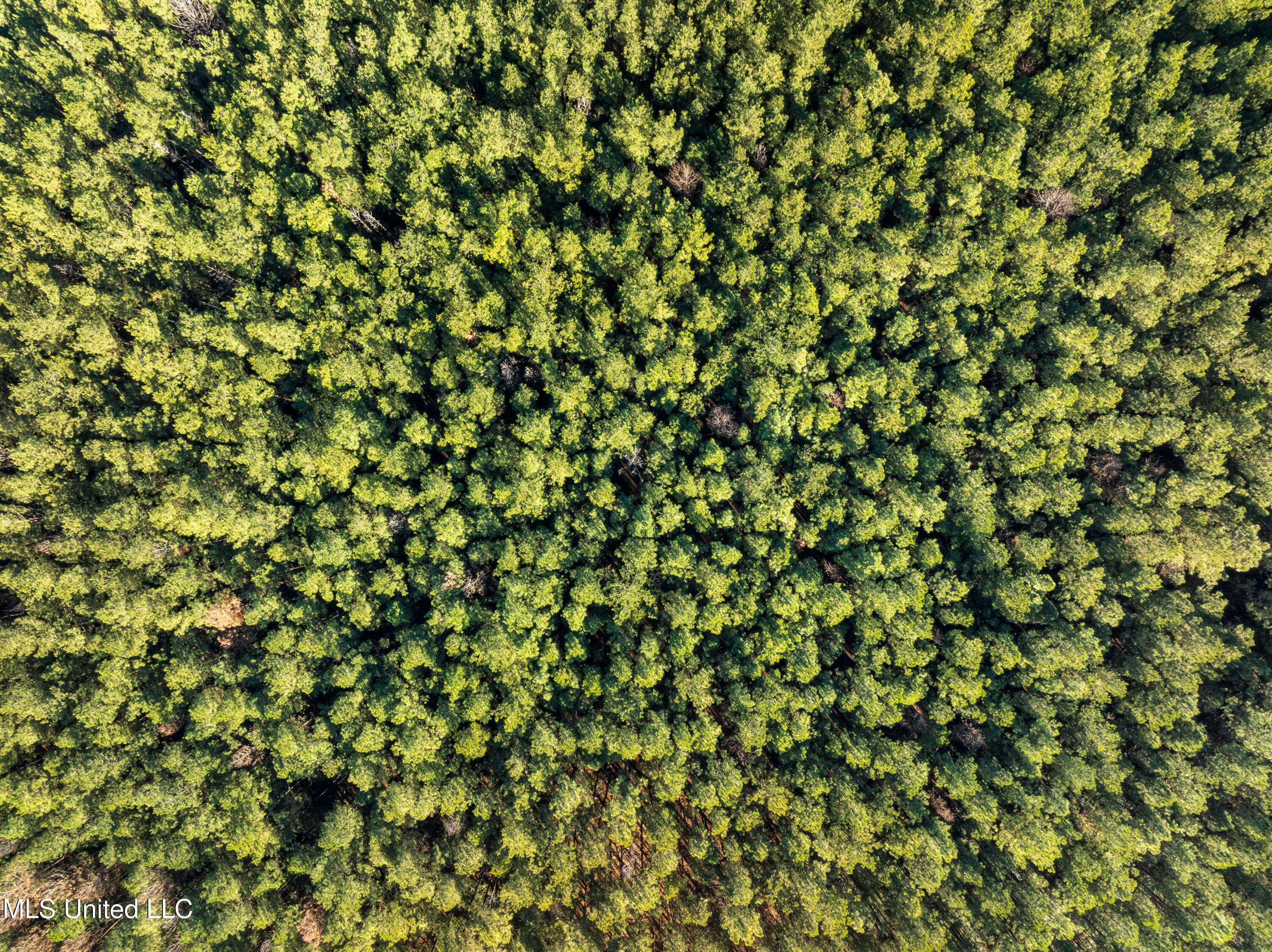 482 County Home Road Ellisville, MS 39437 - Photo 15 of 31 482_County_Home_Rd-21