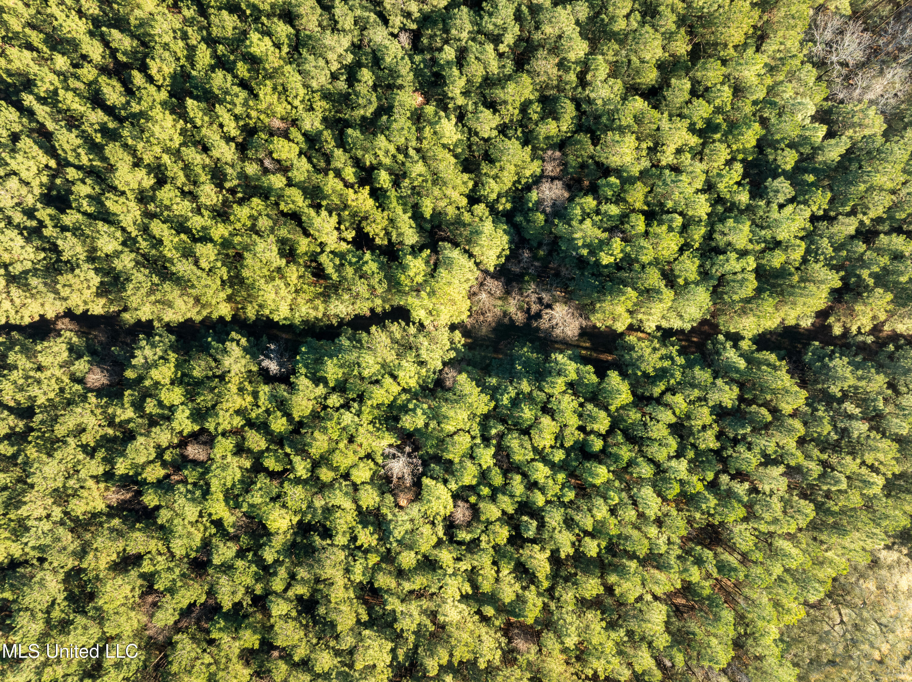 482 County Home Road Ellisville, MS 39437 - Photo 10 of 31 482_County_Home_Rd-22