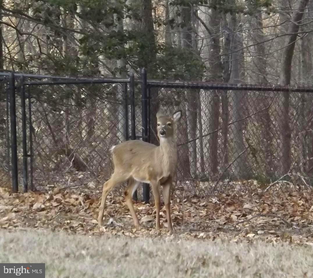 9901 Dangerfield Road Clinton, MD 20735 - Photo 37 of 39 Friendly wildlife