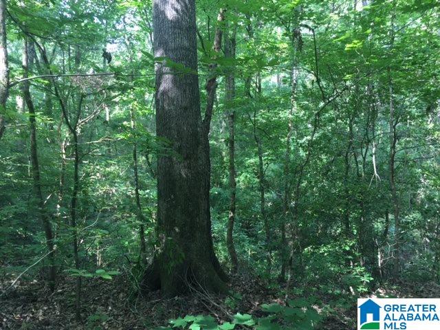 0 Highway 23 Springville, AL 35146 - Photo 6 of 11