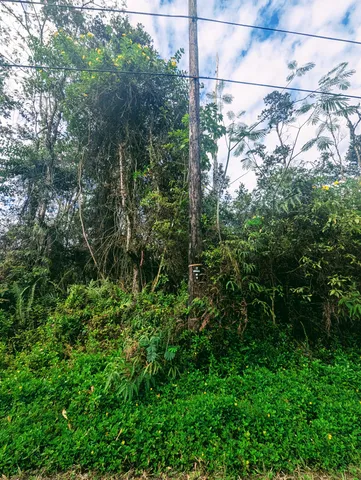 a view of a yard and trees