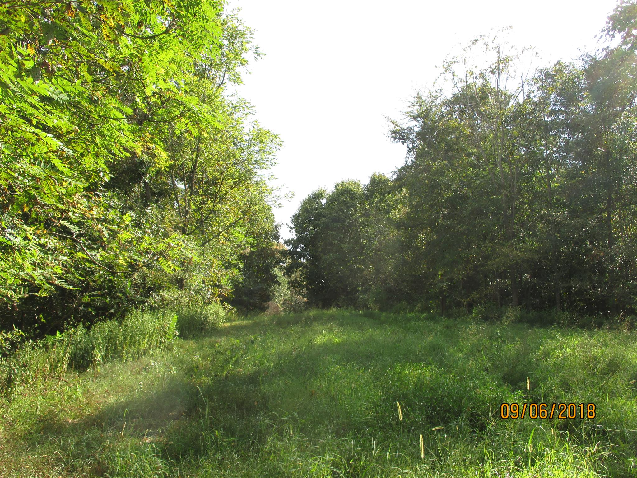 1119 Mitchell Road Pulaski, TN 38478 - Photo 25 of 29 a view of a lush green forest
