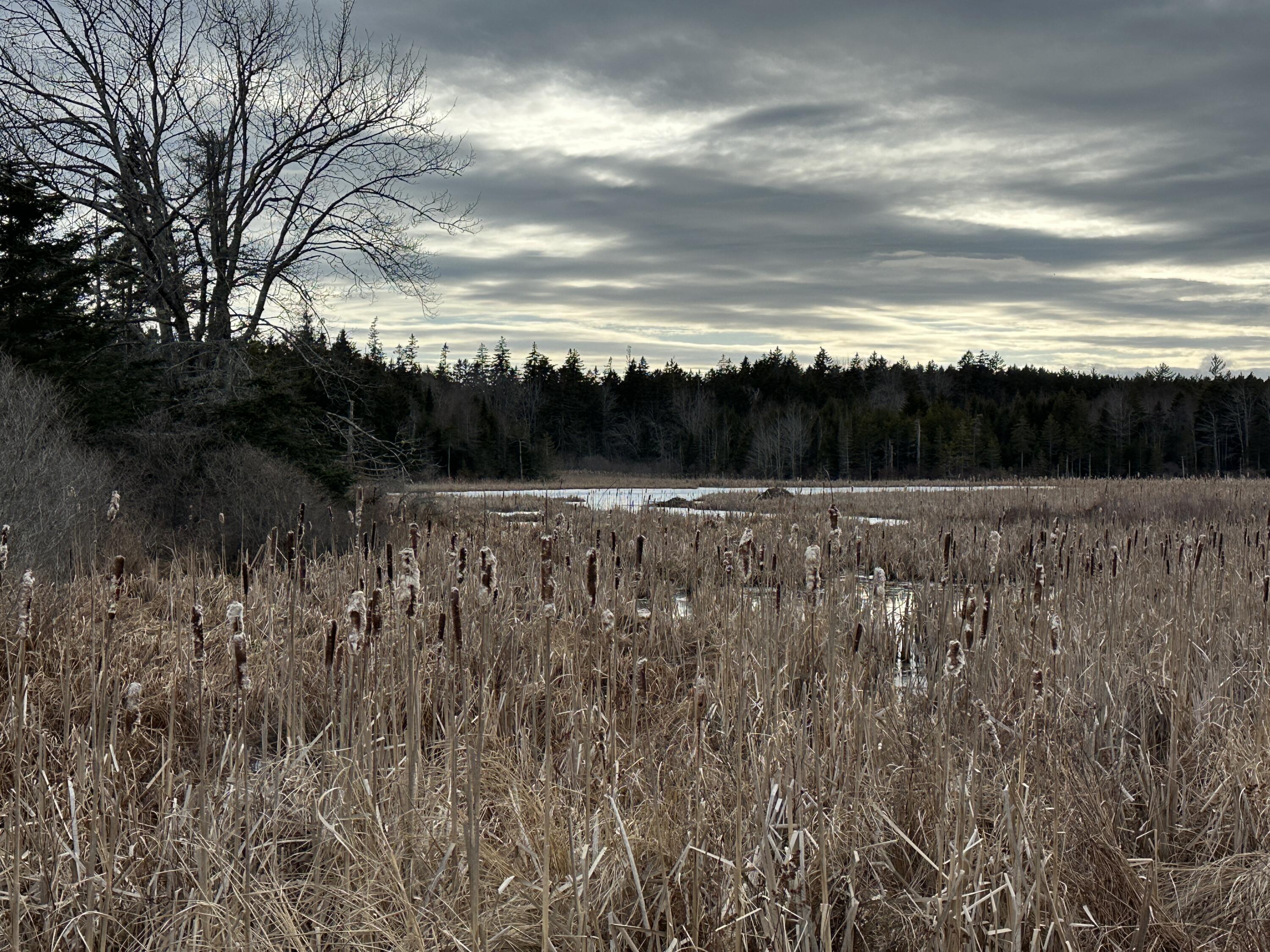 47 Ridge Road St. George, ME 04860 - Photo 5 of 39 Broad Freshwater Wetland & Marsh Views